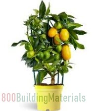 Citrus Lemon Indoor Tree – Green/Yellow Fruits