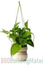 Epipremnum Aureum ‘Neon’ Hanging Plant